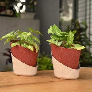 AquaGrow Self-Watering Planter Set-2 Pieces